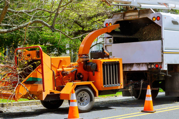 How Our Tree Care Process Works  in  Urbana, OH